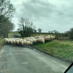 Cali stuck in traffic in Devon