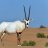 oryx white